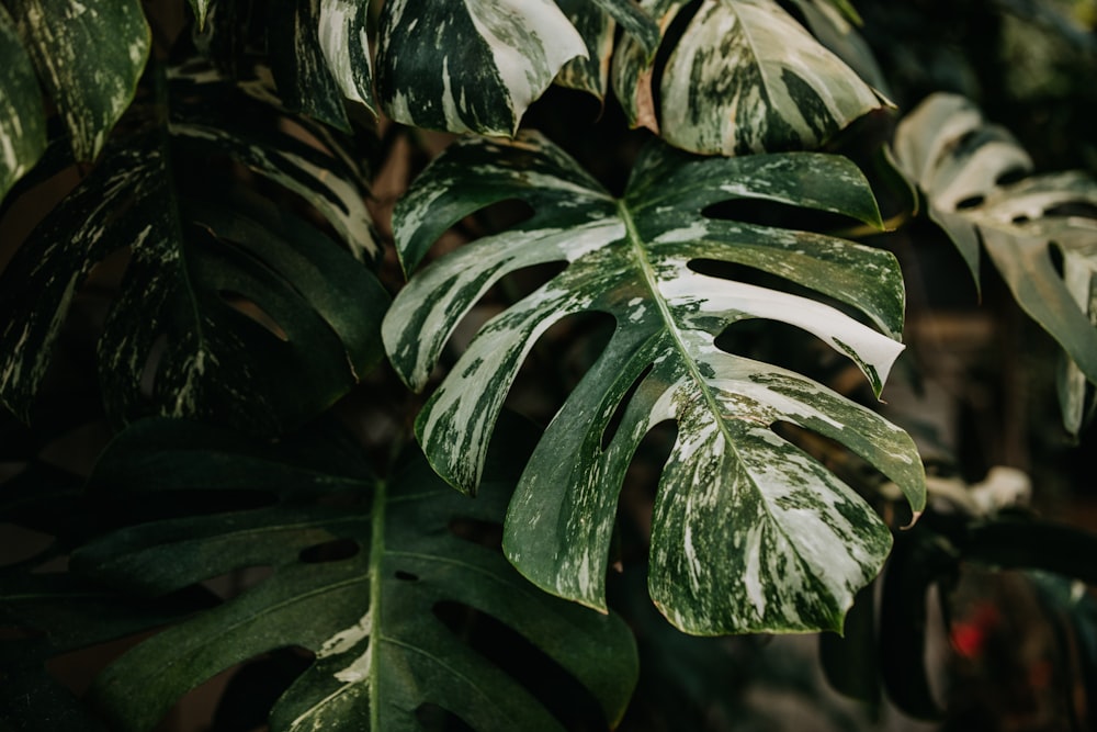 a close up of a plant with green leaves