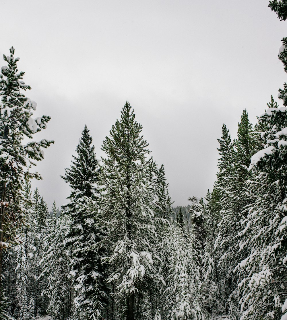 a snow covered forest filled with lots of trees