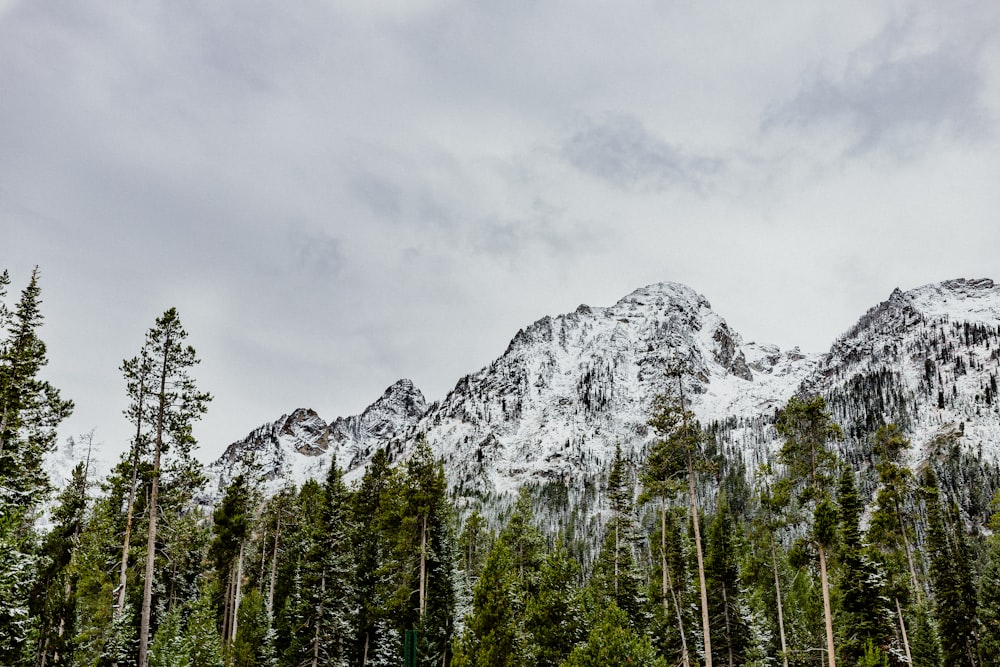 a mountain covered in snow surrounded by trees