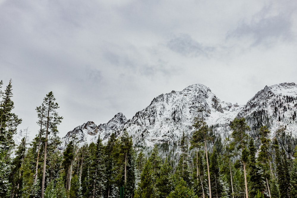 Una montagna coperta di neve circondata da alberi