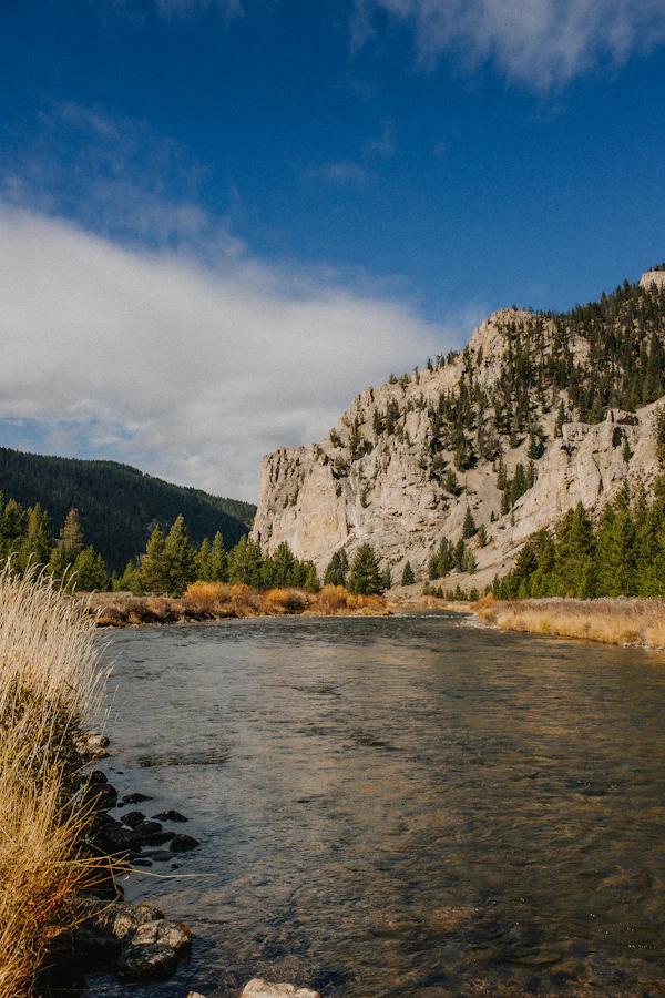 Mountain river and trees