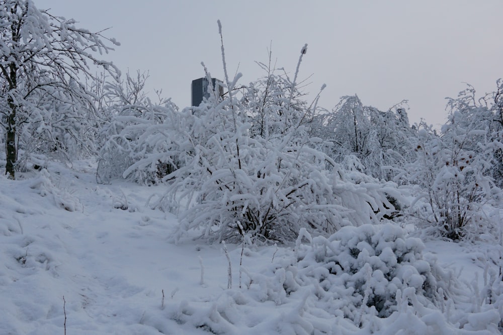 a bunch of trees that are covered in snow