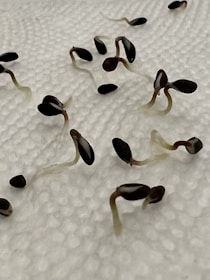 Several small seedlings with dark seed cases and pale roots spread across a textured white surface, likely paper towels, indicating a germination process.