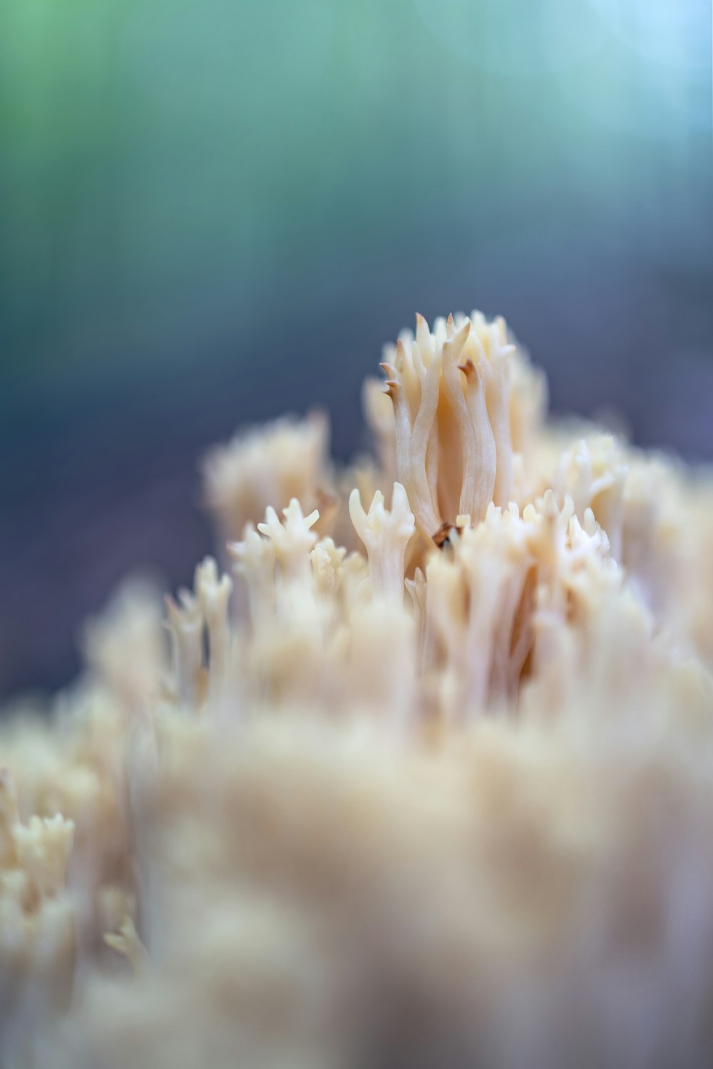 a close up of a coral with a blurry background