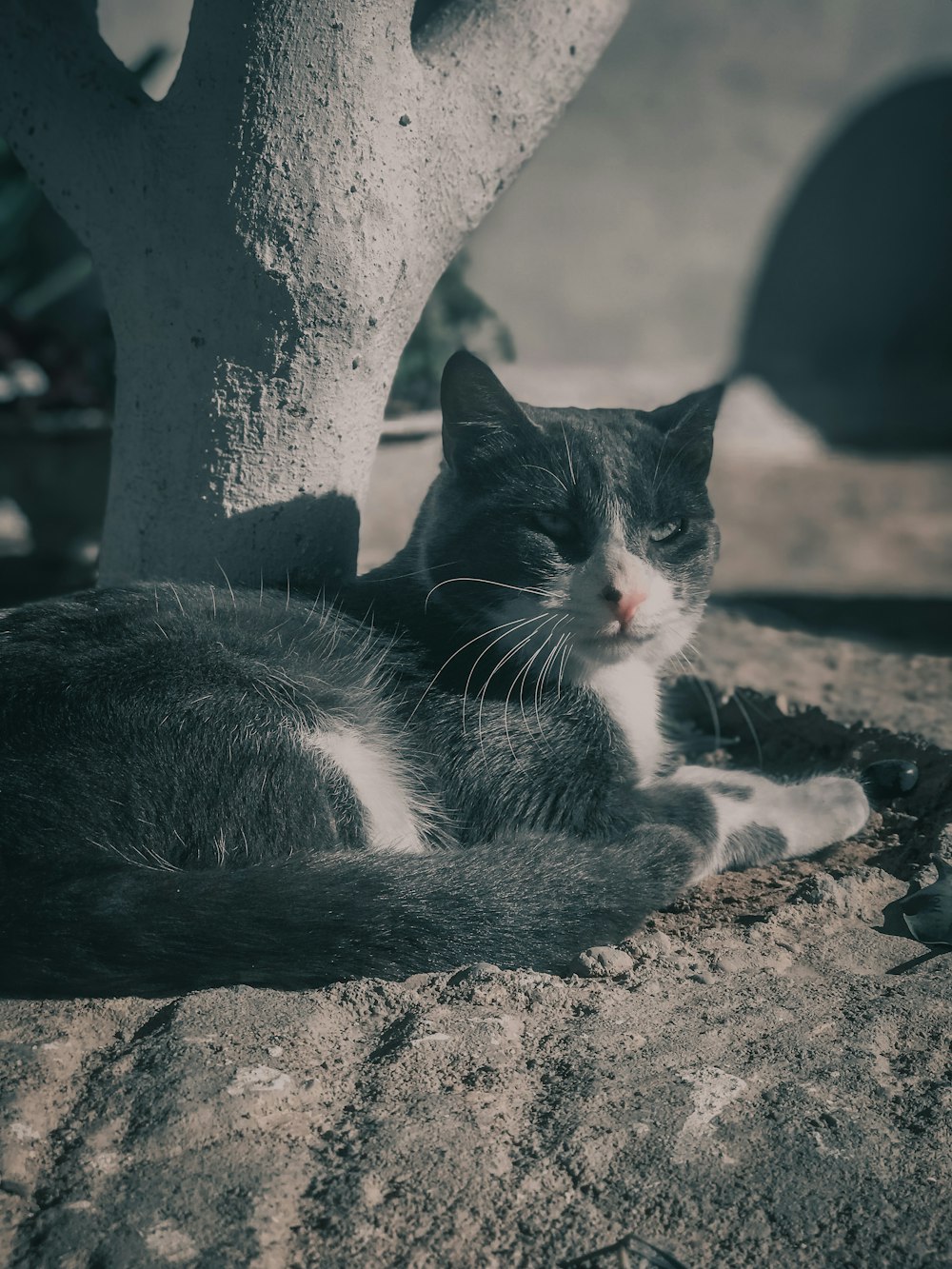 a black and white cat laying under a tree