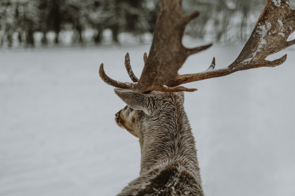 a close up of a deer's head in the snow