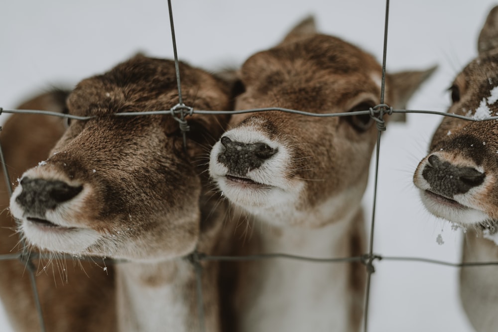 a herd of deer standing next to each other behind a fence