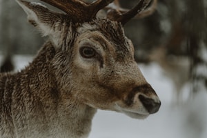 Premium Fallow Deer Antlers