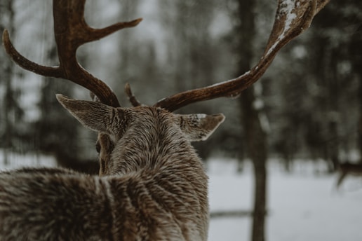 a close up of a deer in the snow
