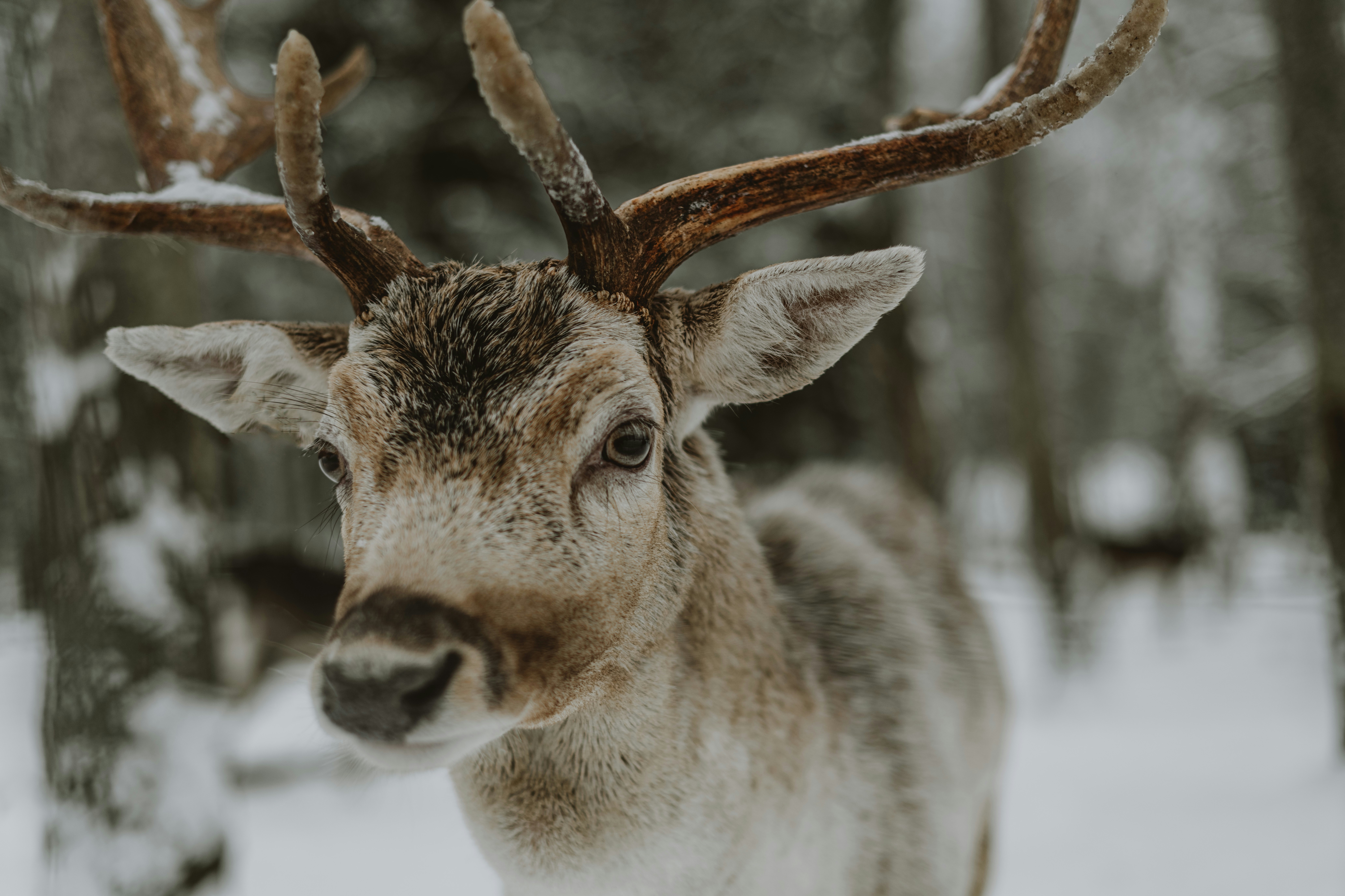 Photo by anitaaustvika