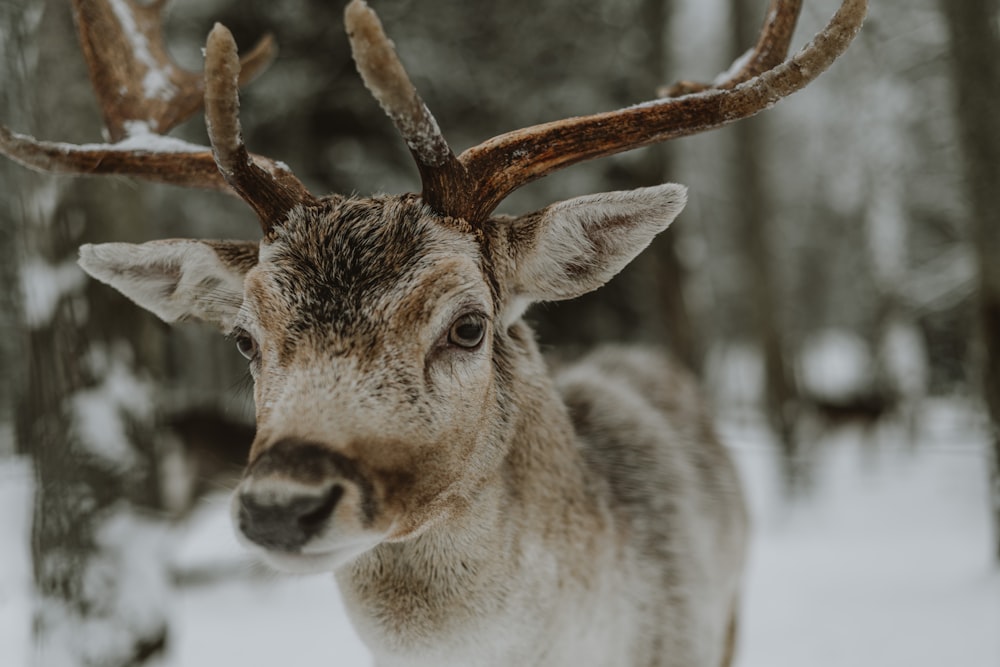a close up of a deer in the snow