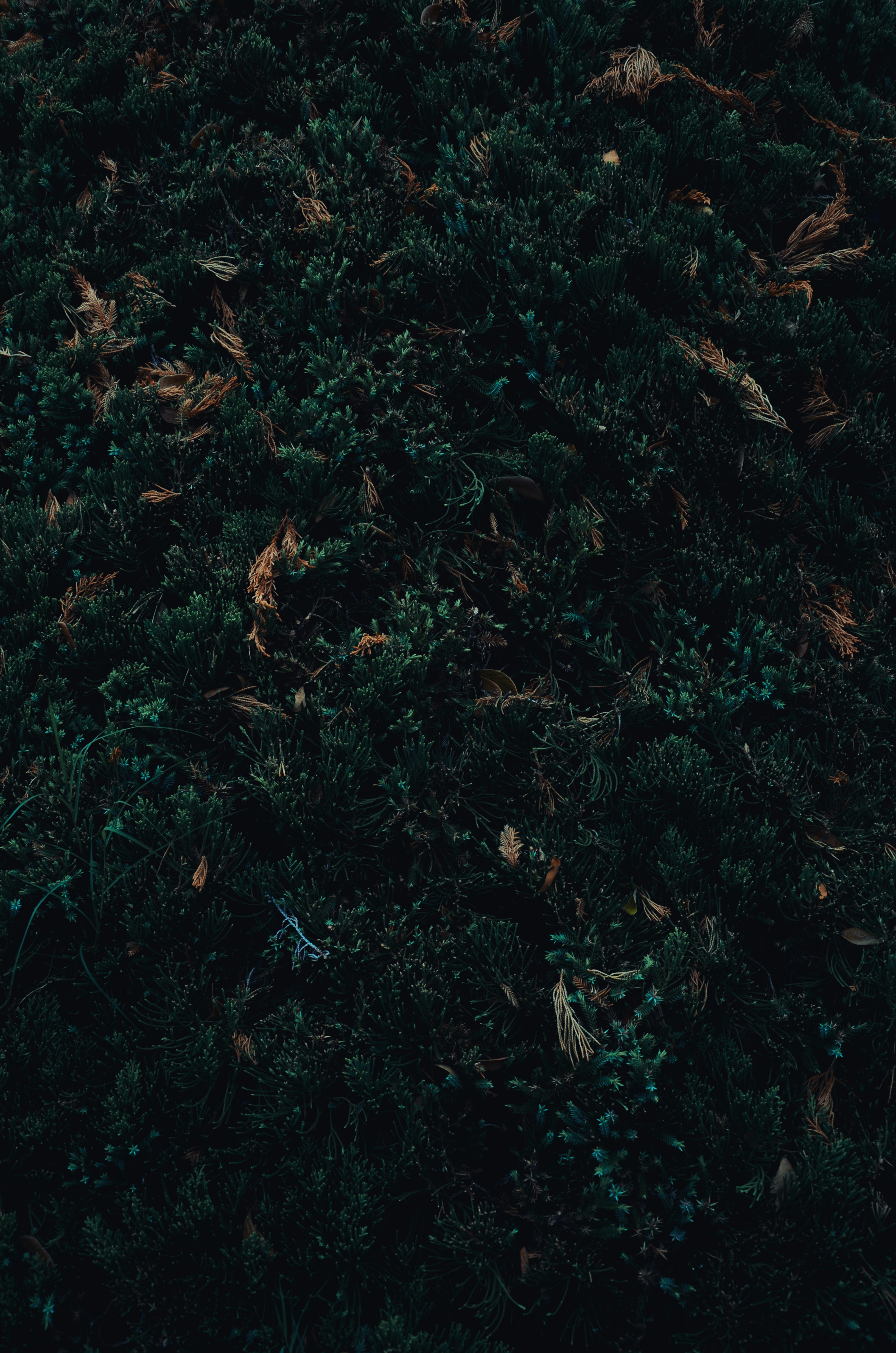 Photo by minhtriet26