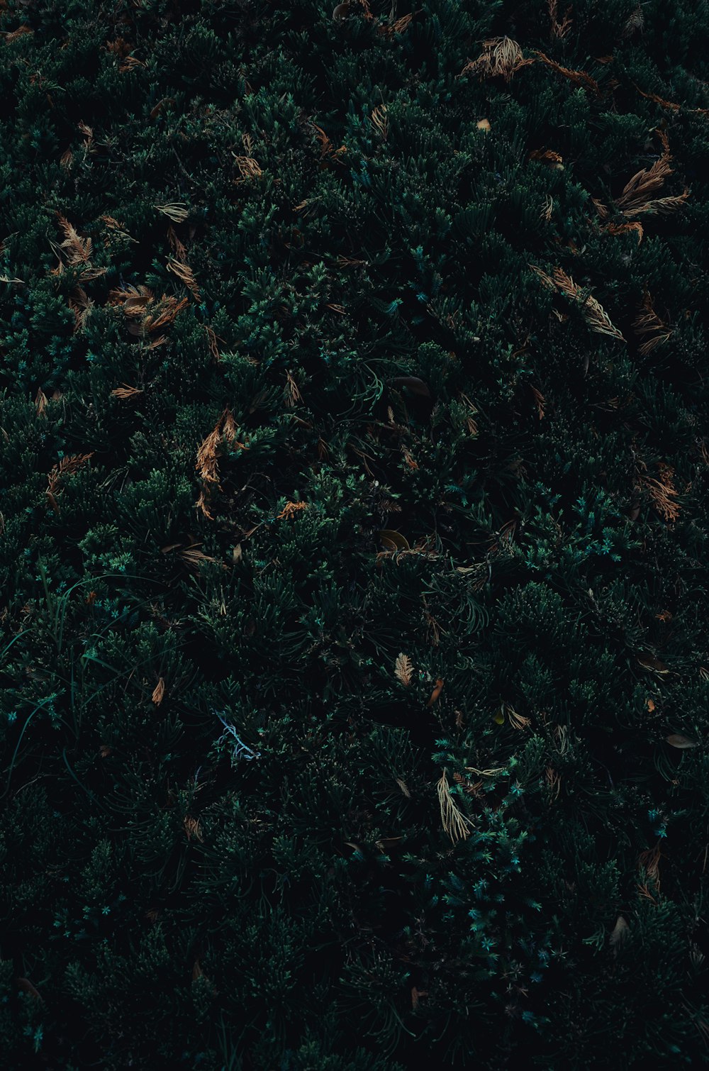 a red fire hydrant sitting on top of a lush green field