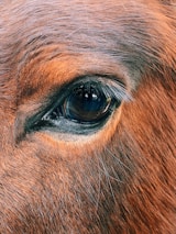 a close up of a brown horse's eye