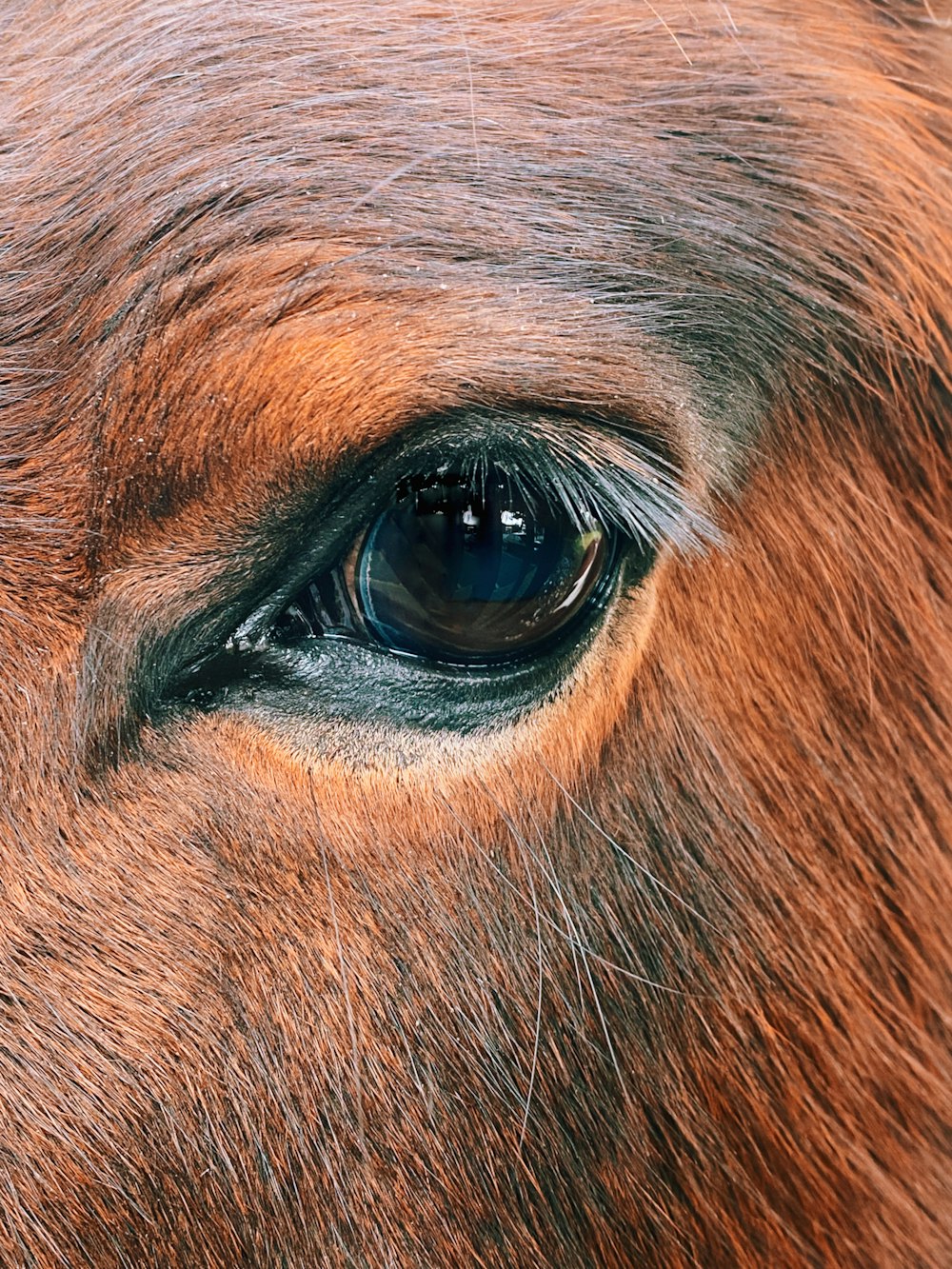 Un primer plano del ojo de un caballo marrón