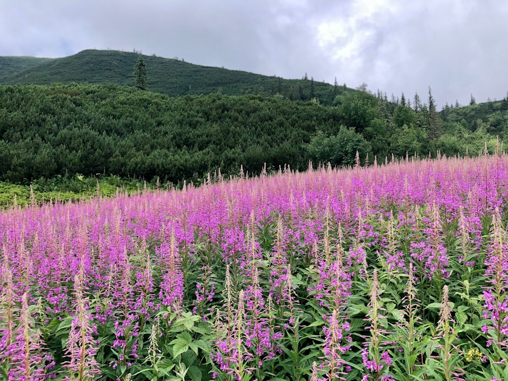 a field of purple flowers with a mountain in the background