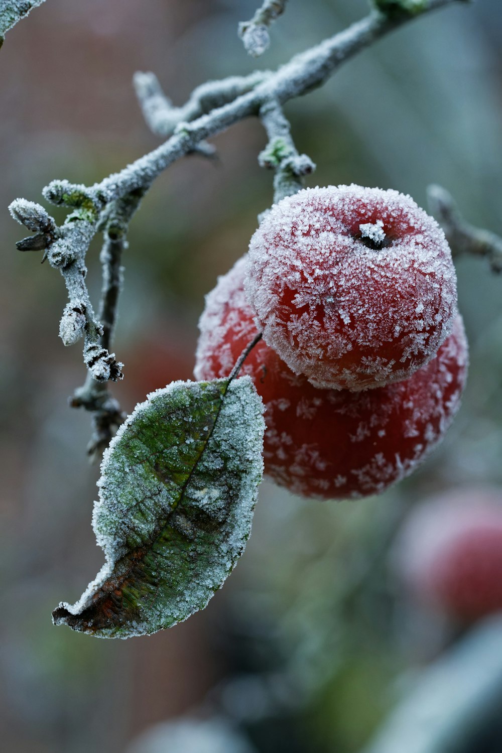 an apple covered in frost on a tree branch