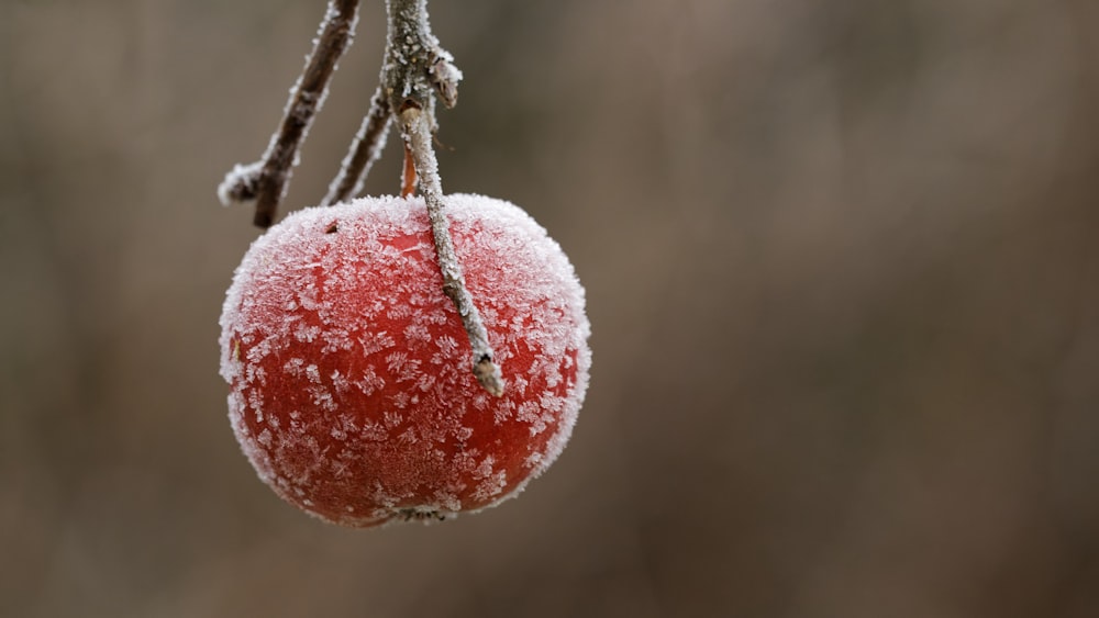 a close up of an apple covered in ice