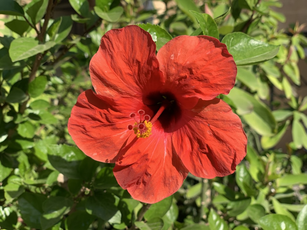 a red flower with green leaves in the background