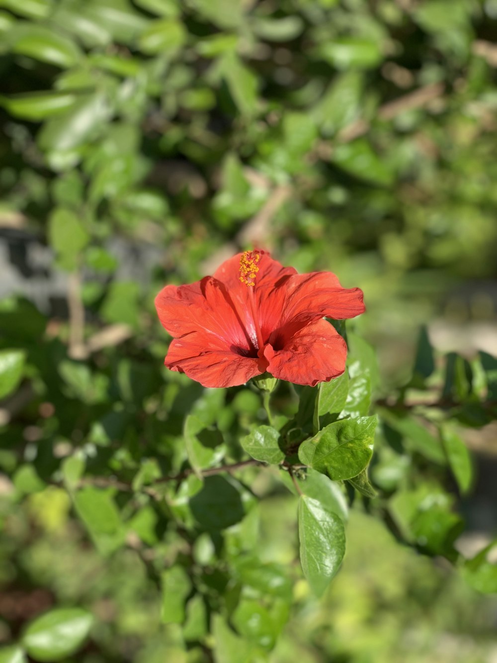 a red flower with green leaves in the background