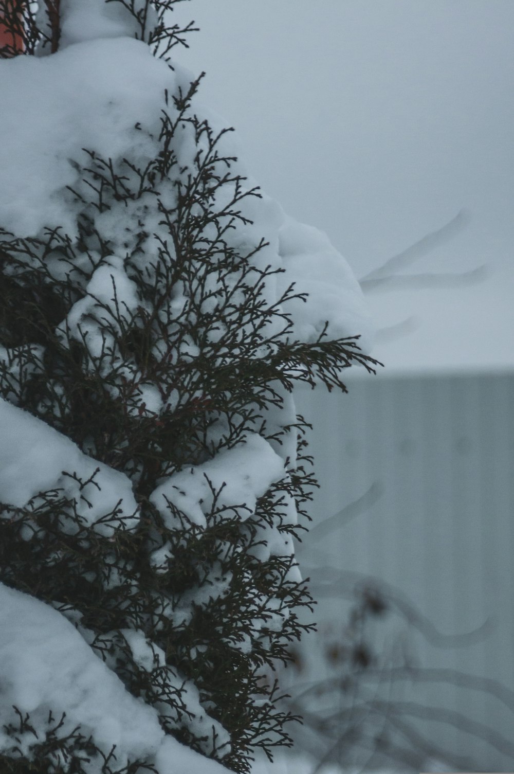 a bird perched on a tree branch covered in snow