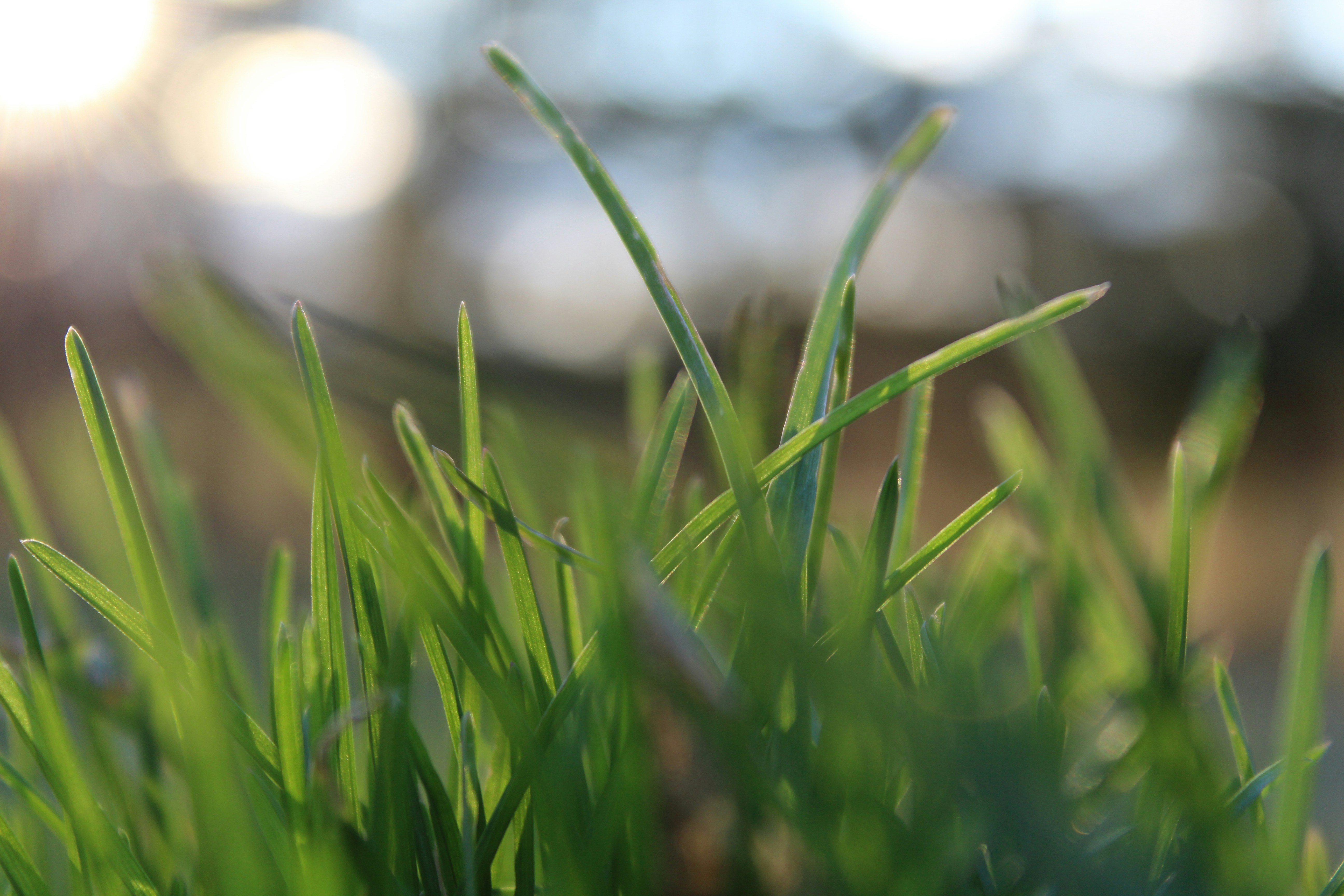 a close up of some green grass with a blurry background