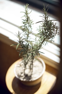 Spider Plant