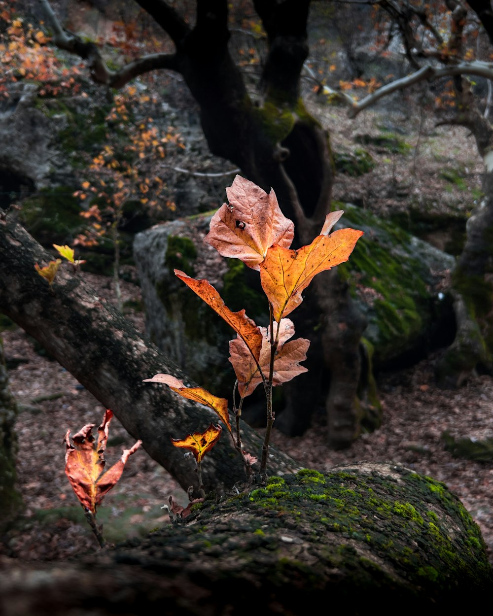 a tree branch with some leaves on it