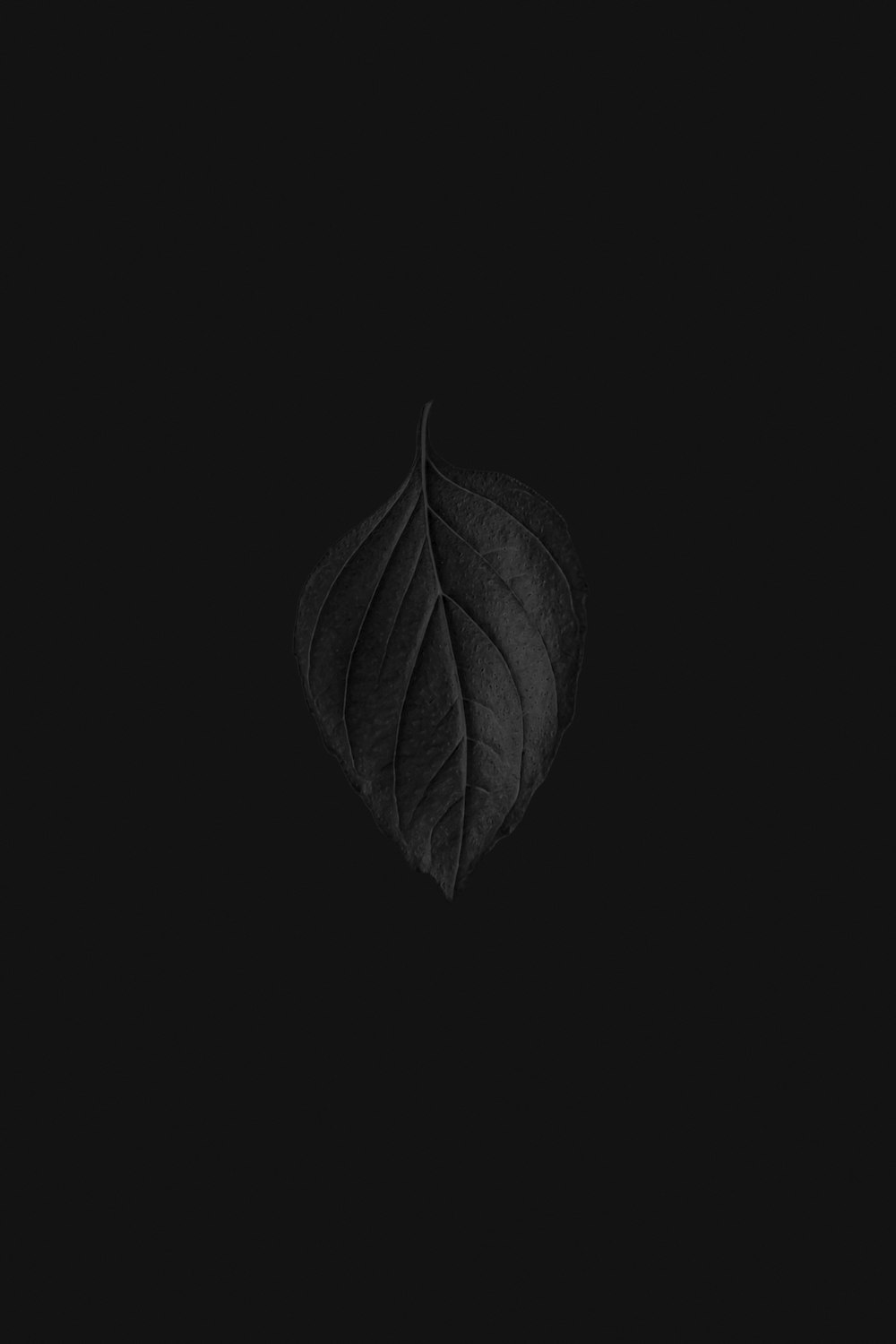 葉の白黒写真