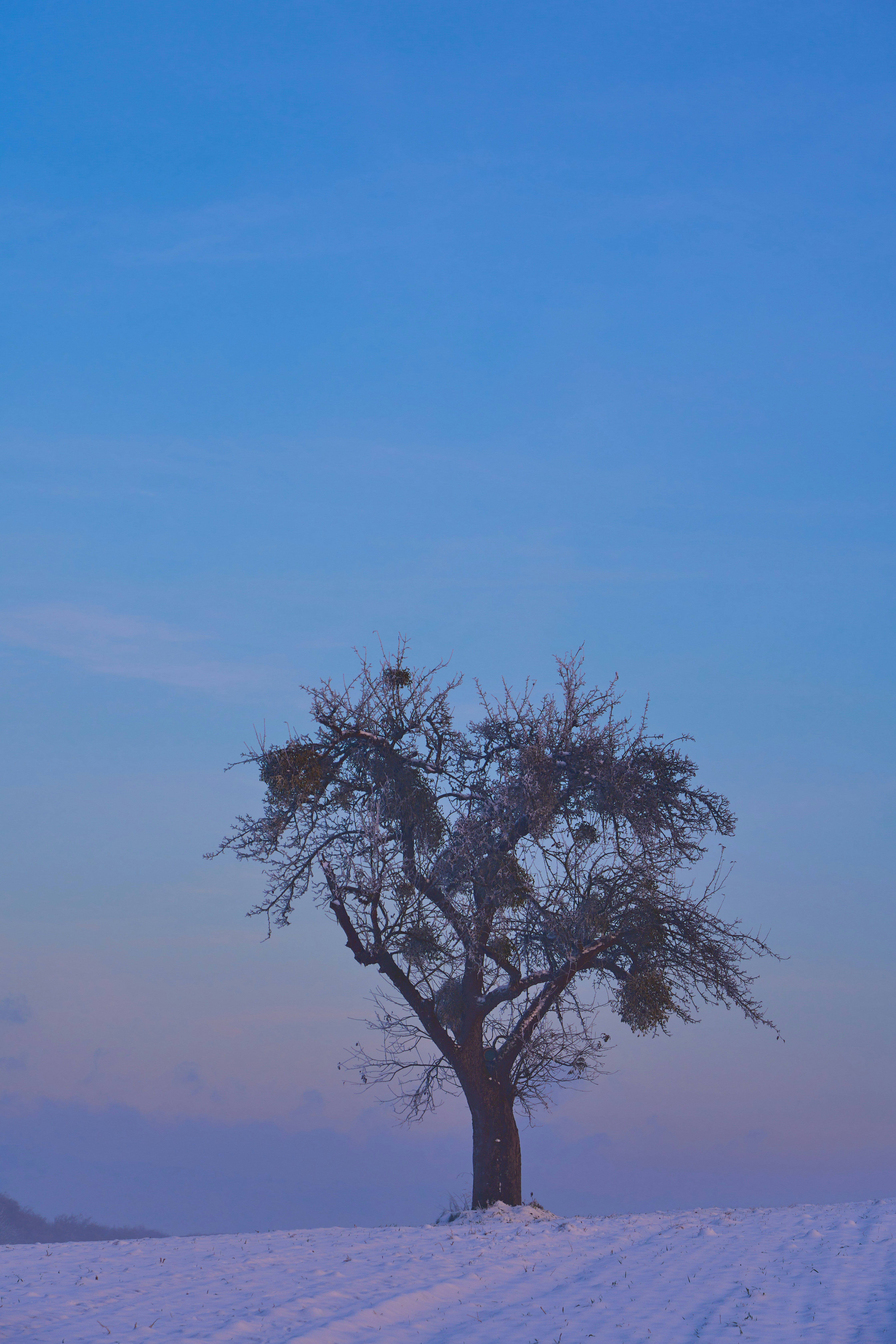 Photo by wolfgang_hasselmann