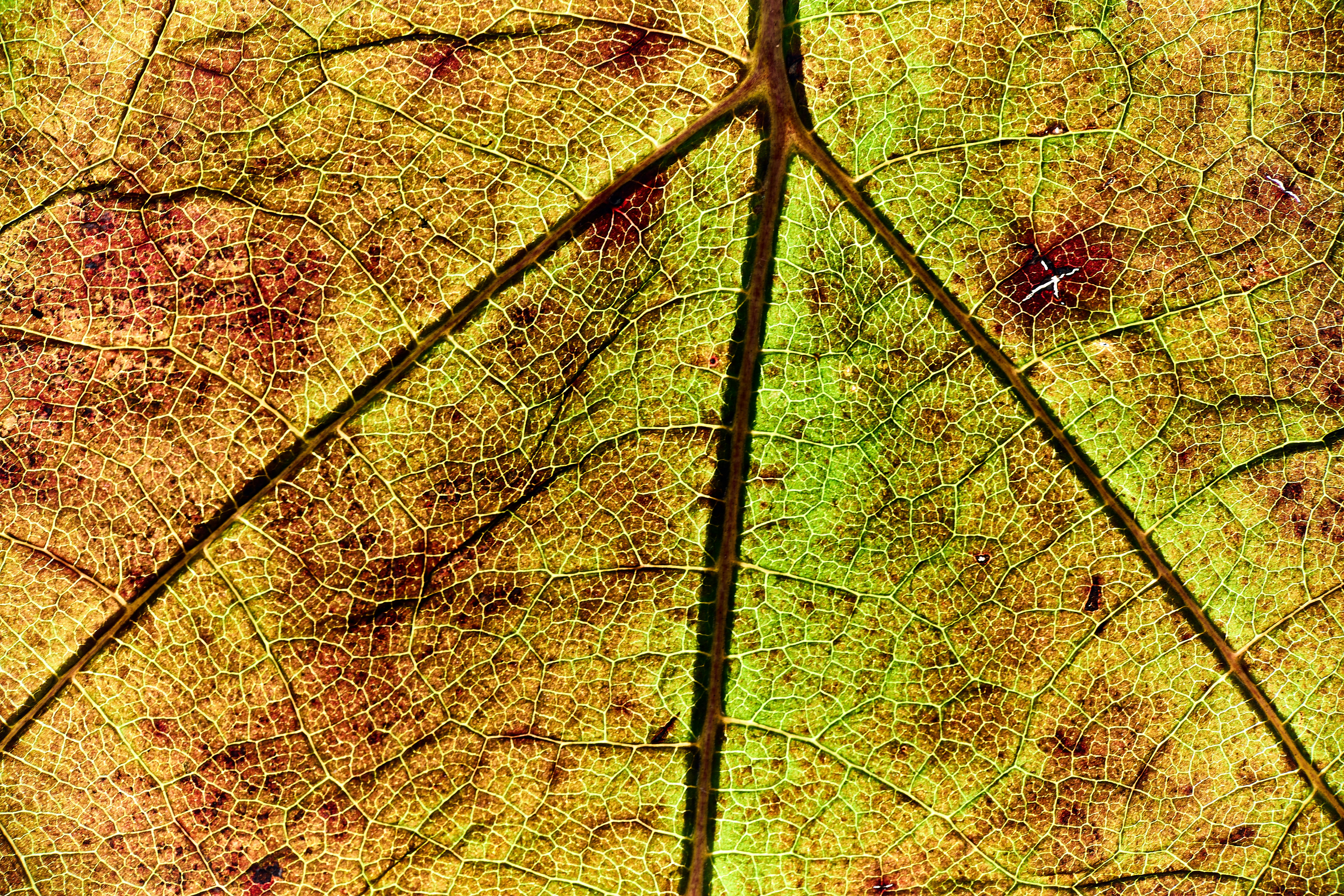 Photo by wolfgang_hasselmann