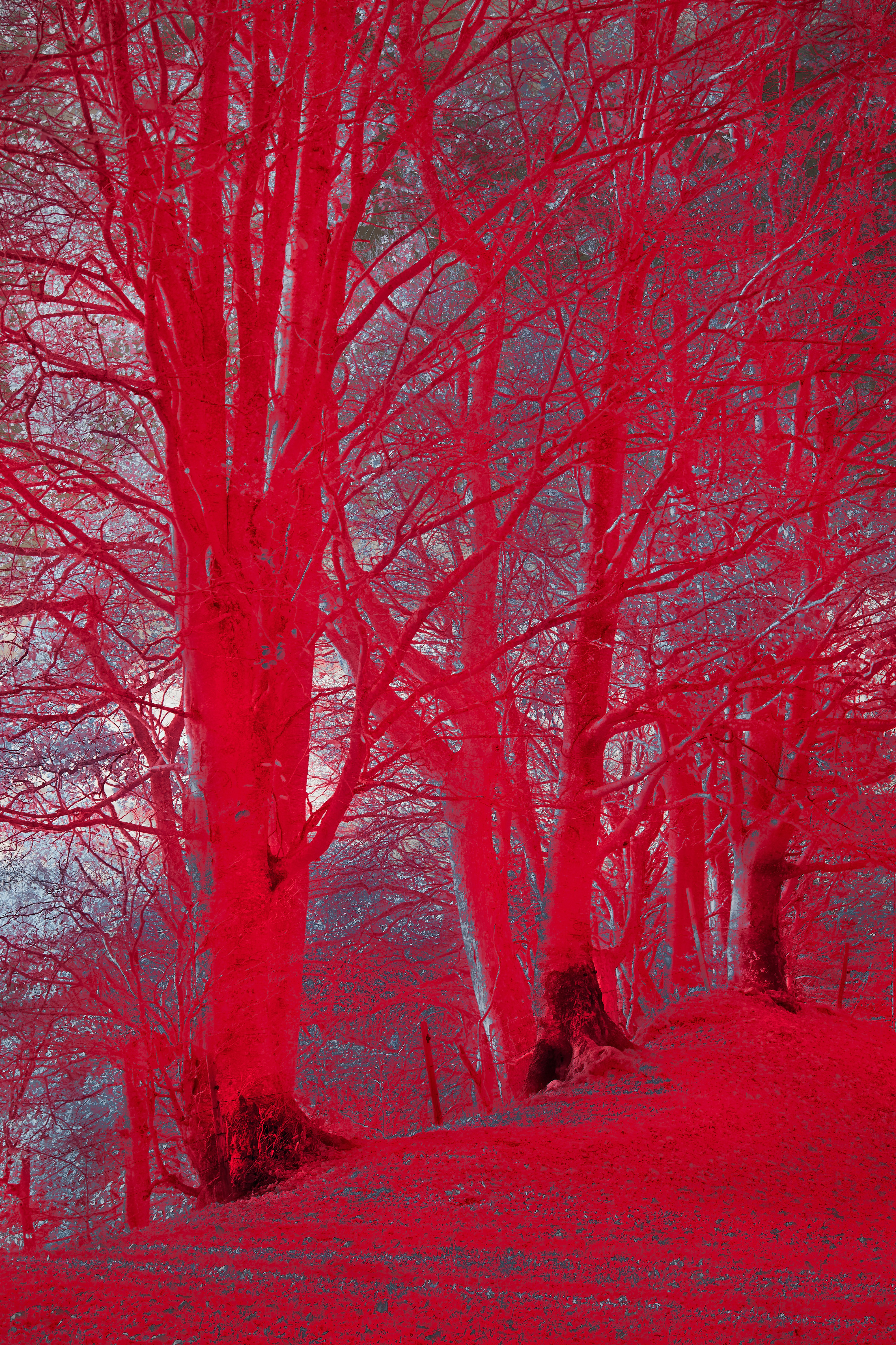 Photo by wolfgang_hasselmann