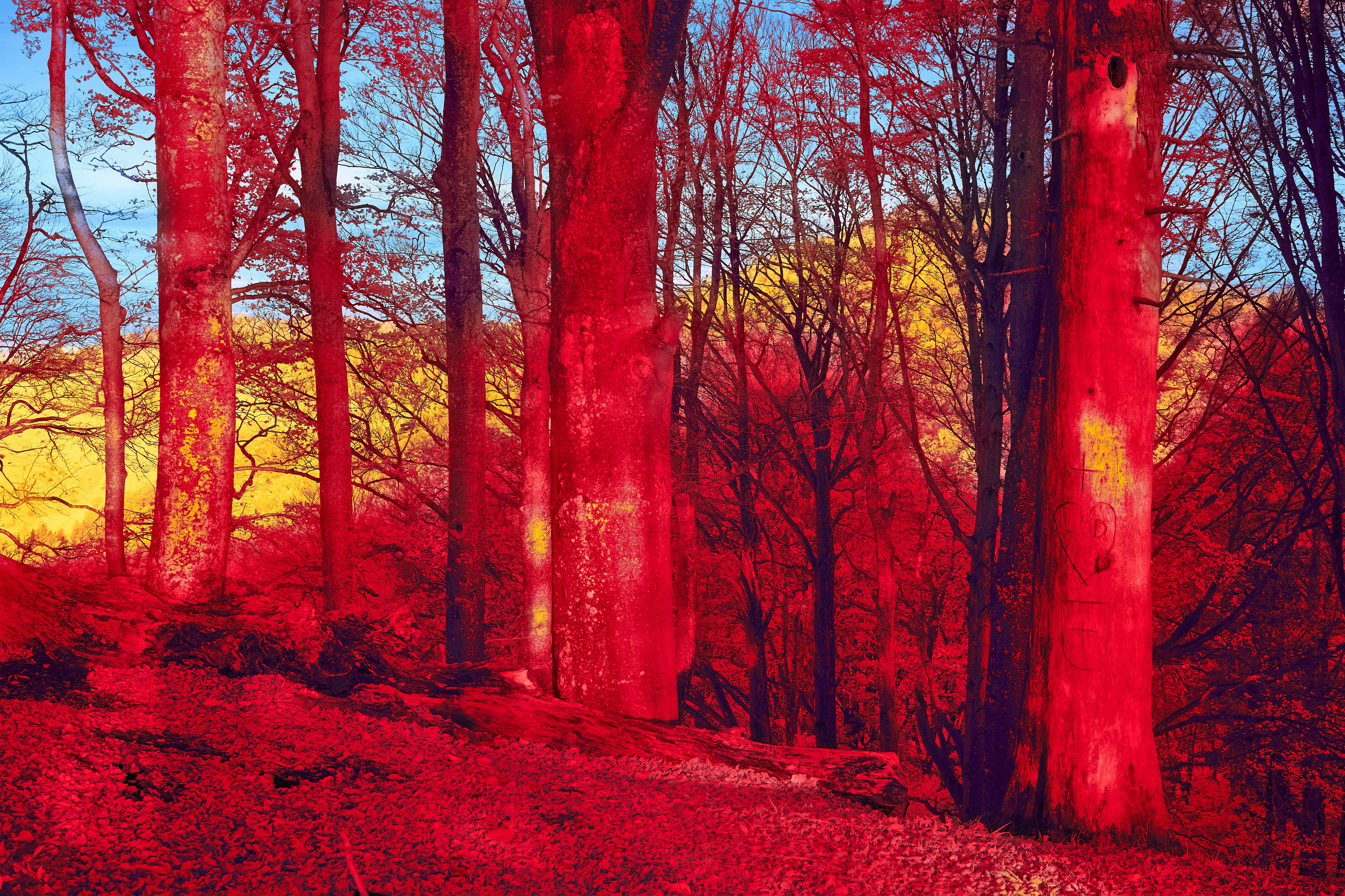 Photo by wolfgang_hasselmann