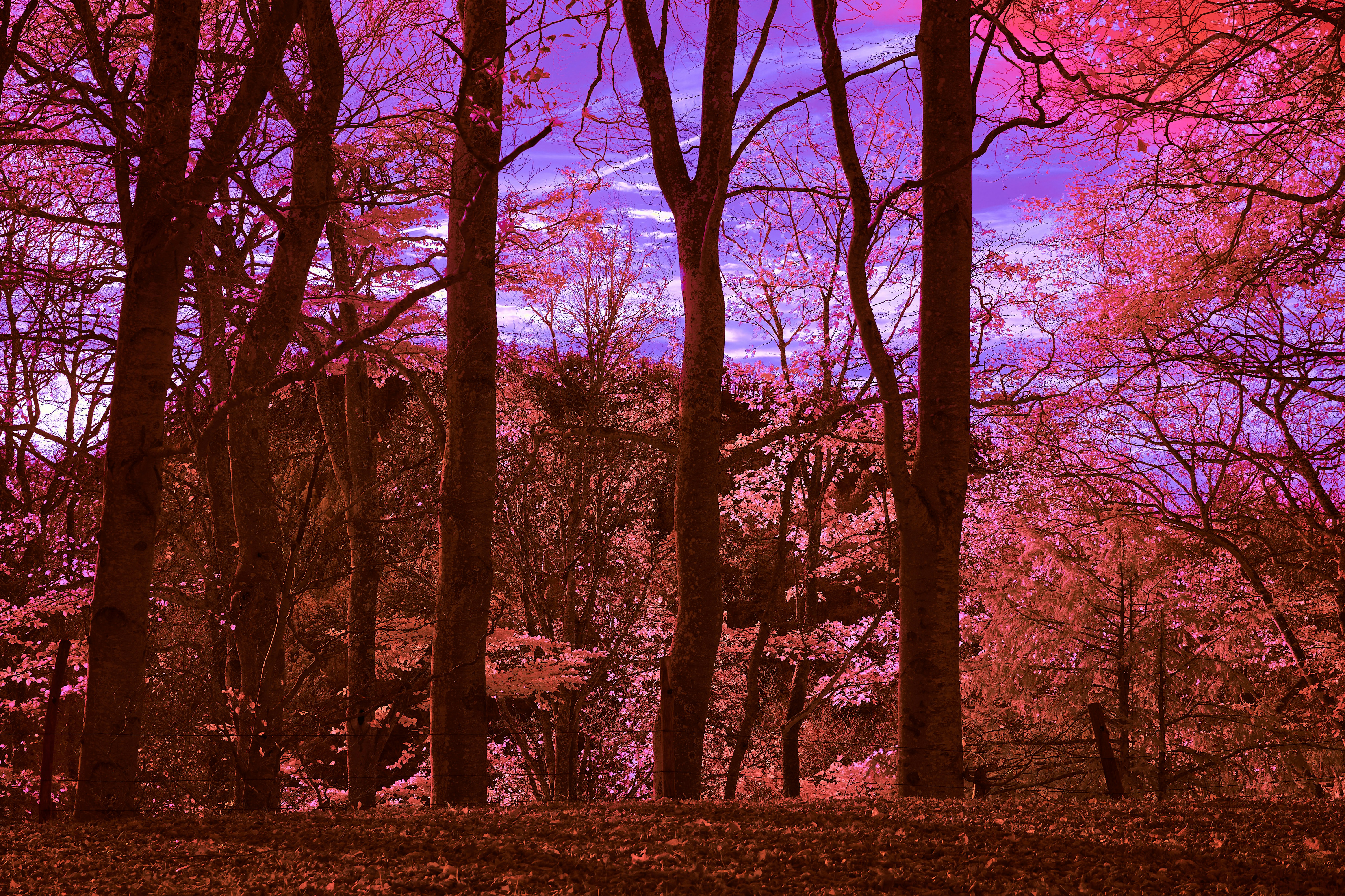 Photo by wolfgang_hasselmann