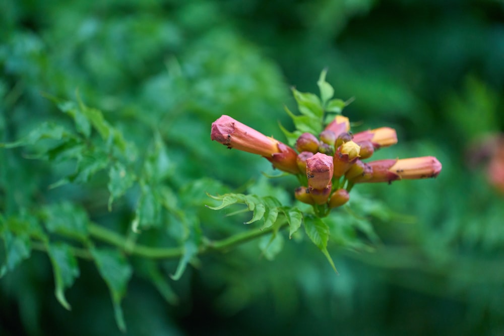 a close up of a flower on a plant