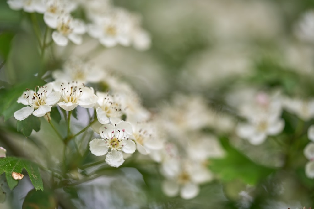 a bunch of white flowers with green leaves