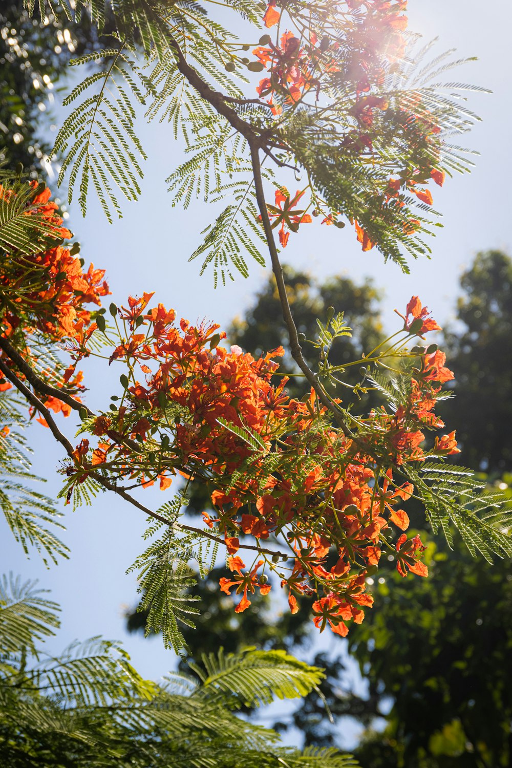 a tree with orange flowers and green leaves