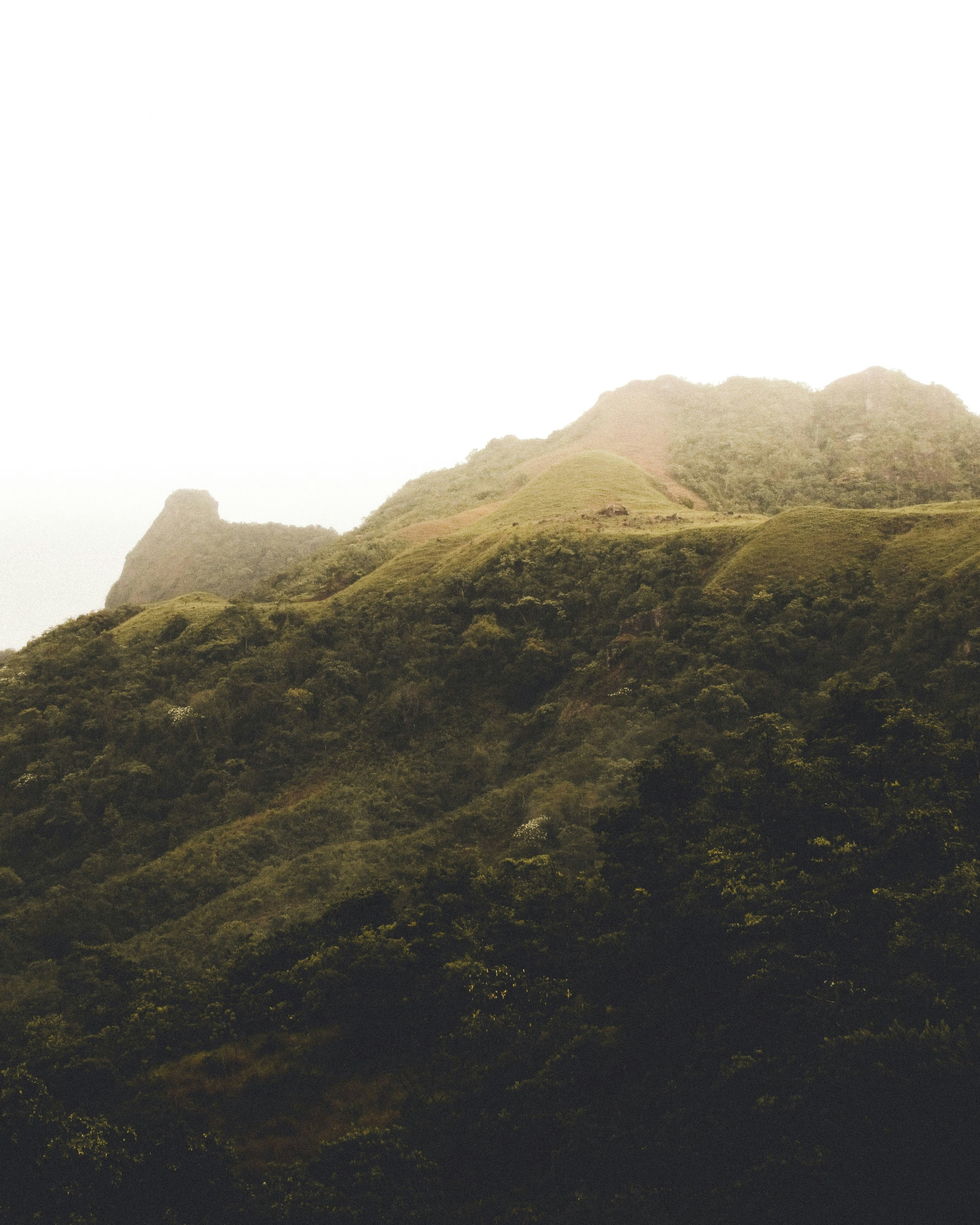 a hill covered in lots of green grass