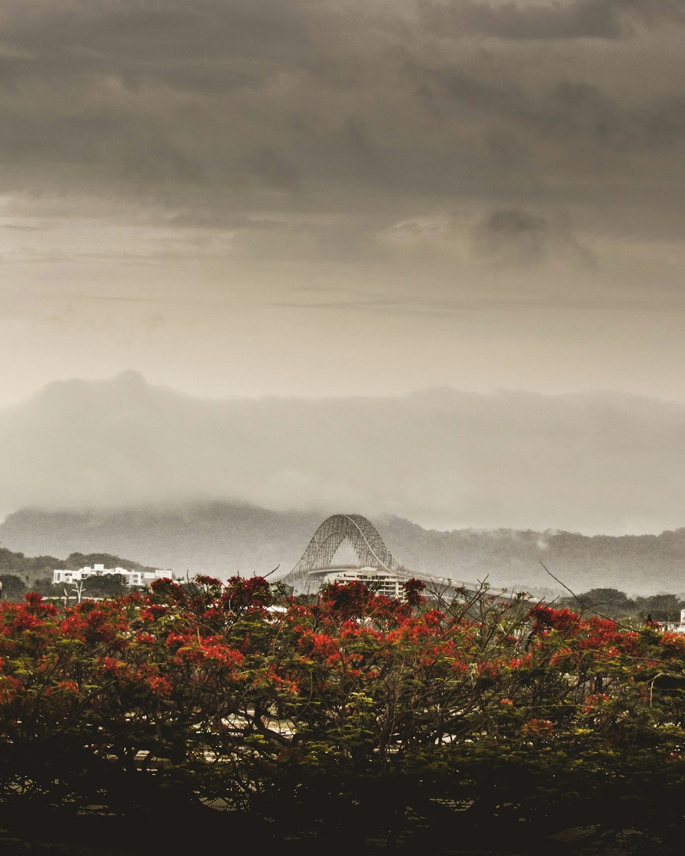 a view of a bridge in the distance with flowers in the foreground