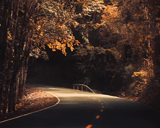 an empty road surrounded by trees in the fall