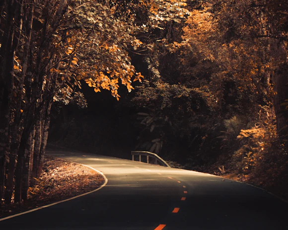 Minimalist shot of a winding lane shaded by autumnal trees in warm tones.