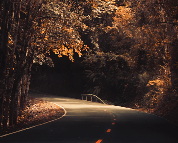 an empty road surrounded by trees in the fall