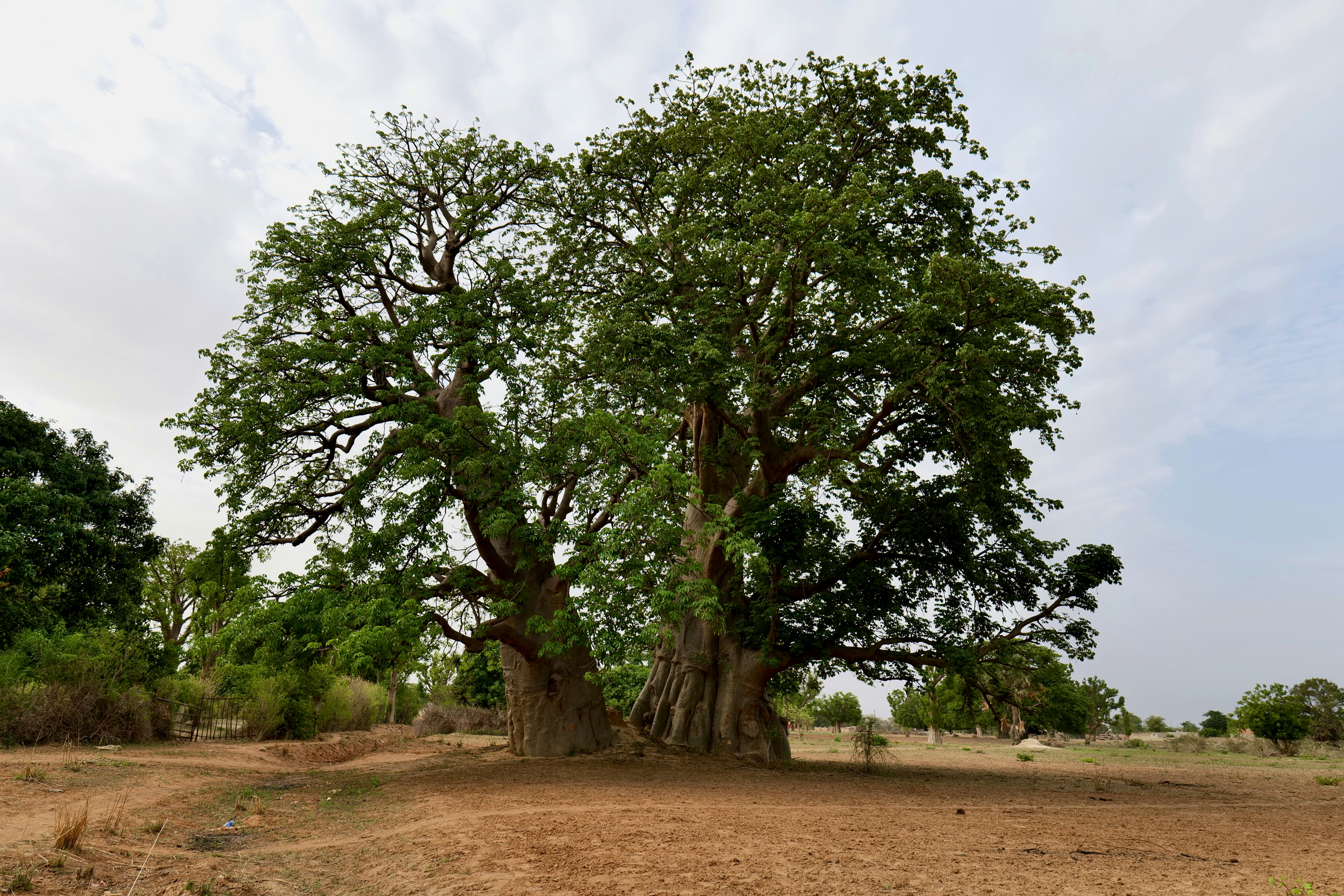 a large tree sitting in the middle of a dirt field, Twin Baobab close to the village