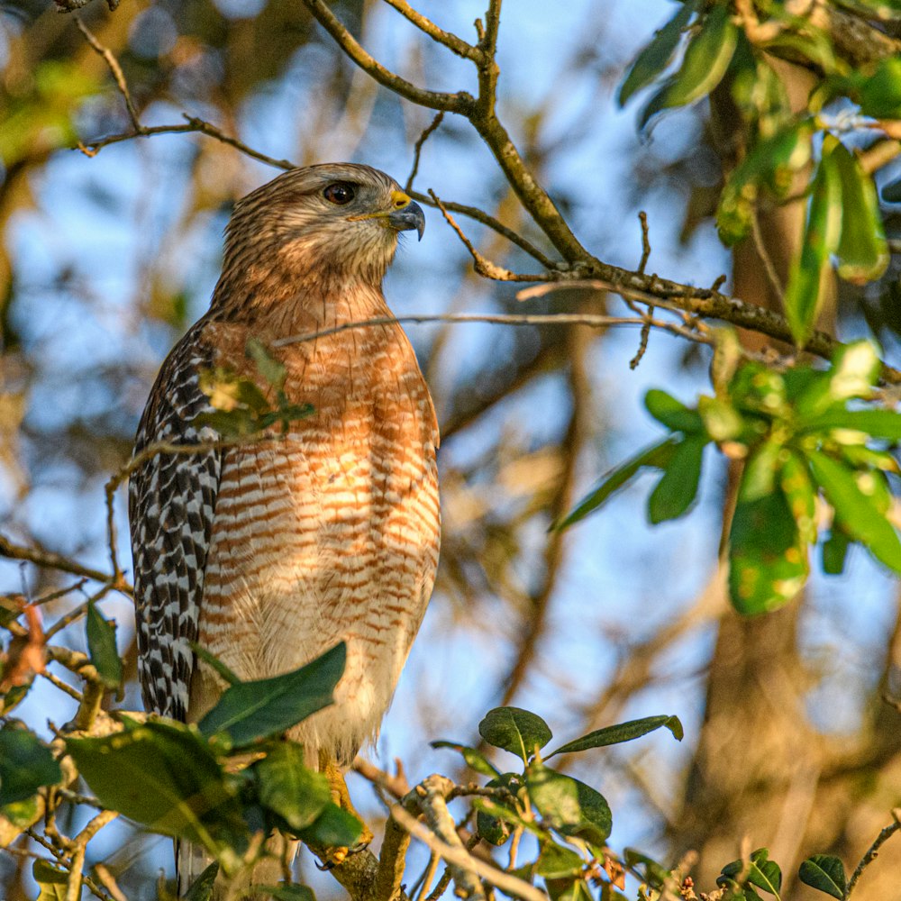 Ein braun-weißer Vogel sitzt auf einem Ast