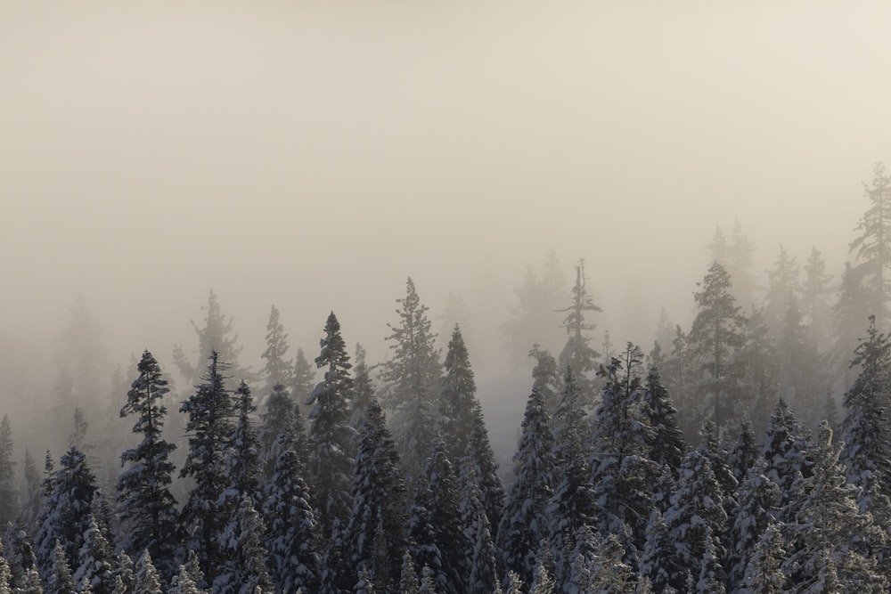 a group of trees covered in snow in a forest