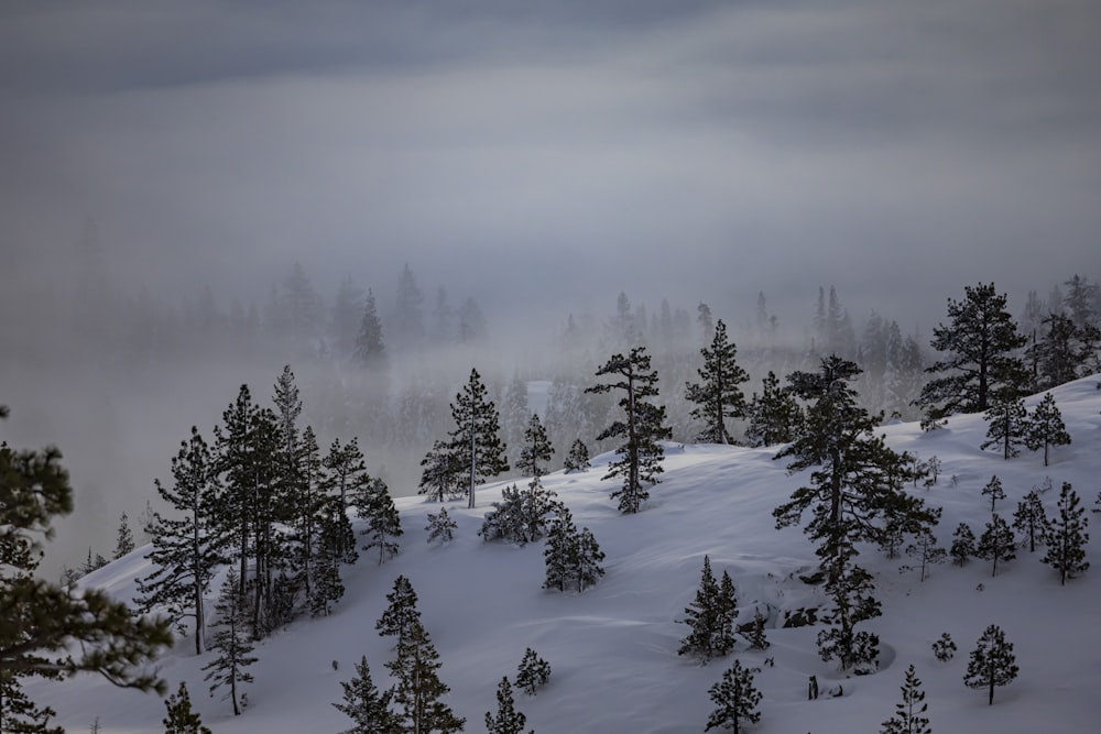a snow covered mountain with trees and fog