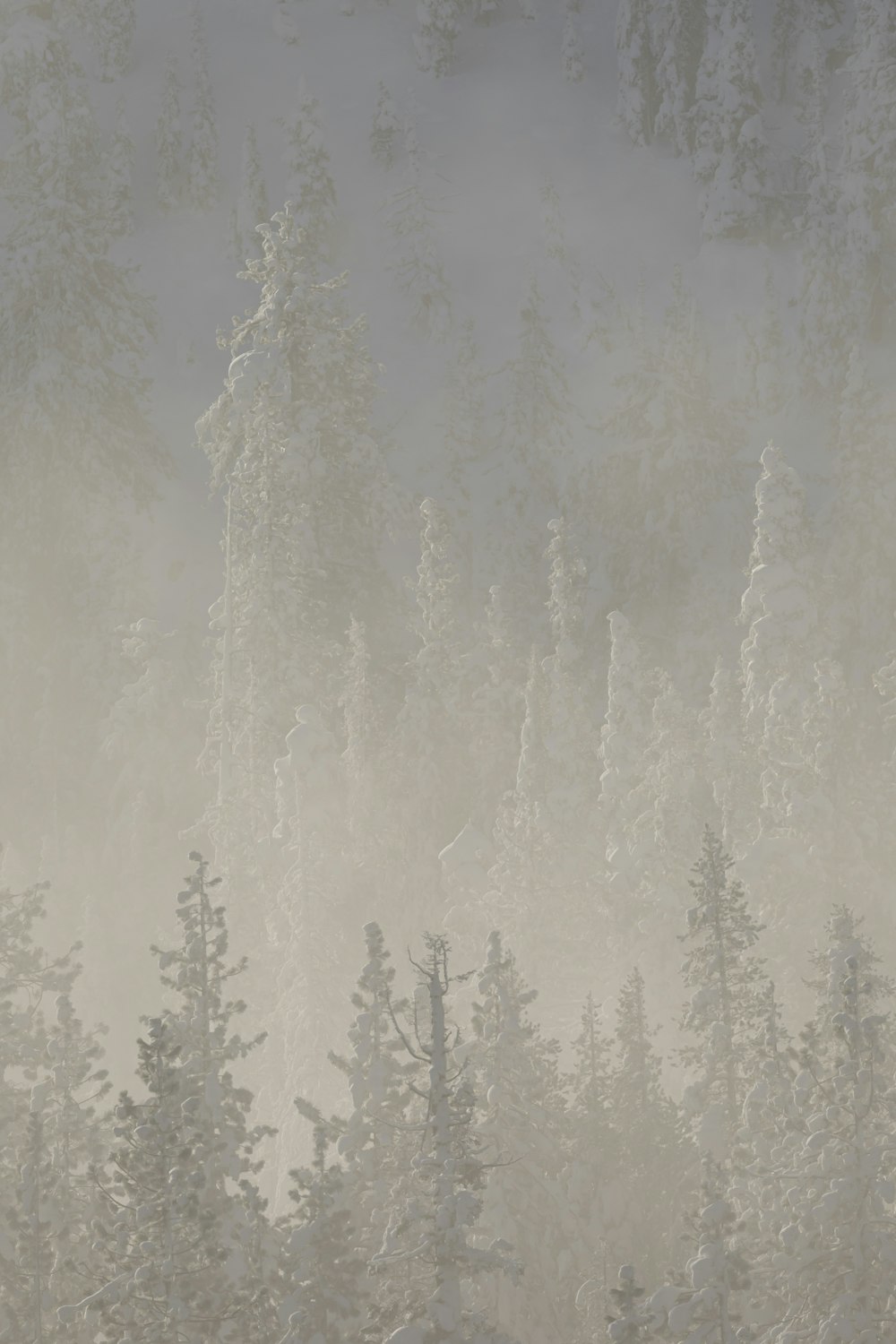 a forest filled with lots of trees covered in snow