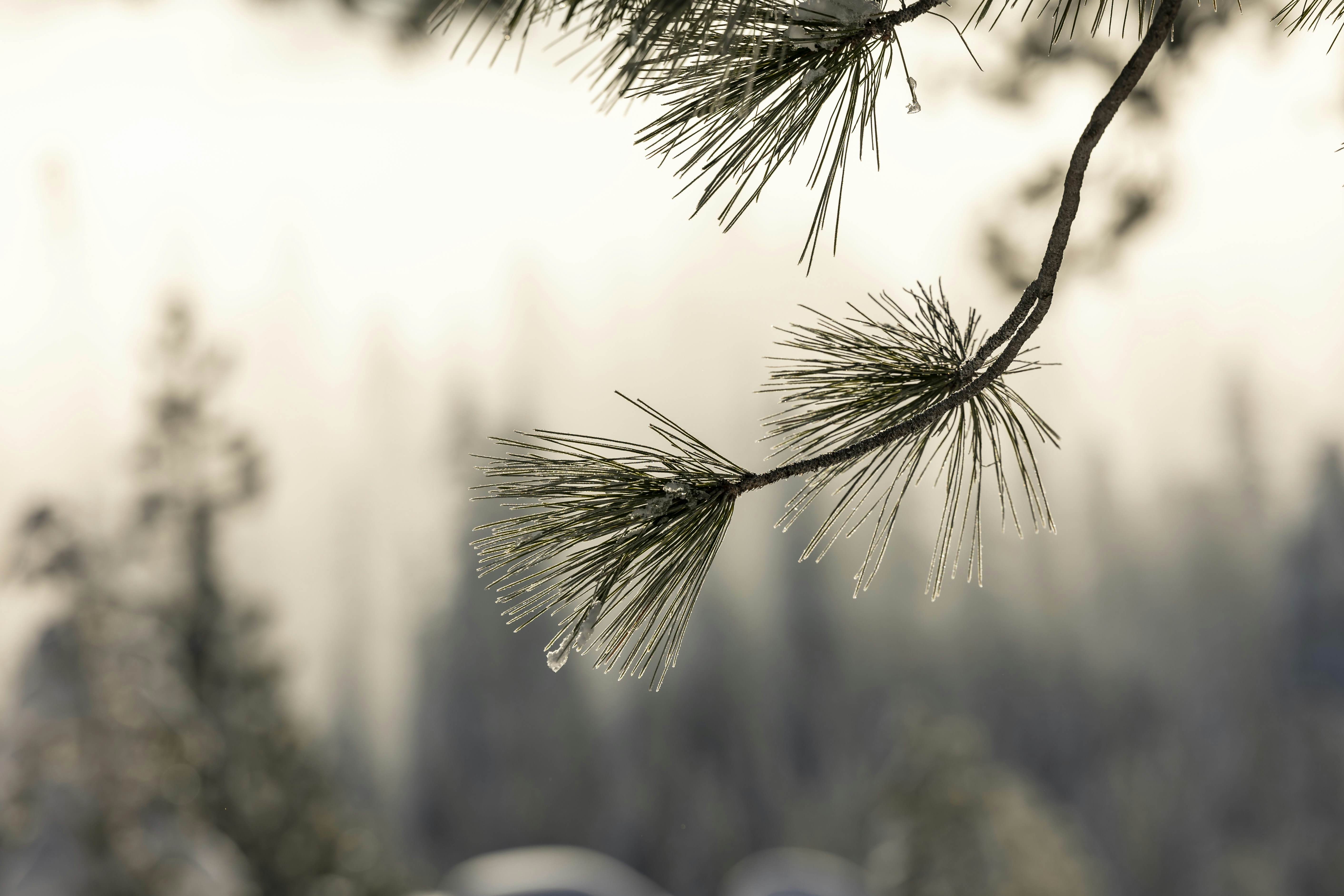 Photo by leo_visions_