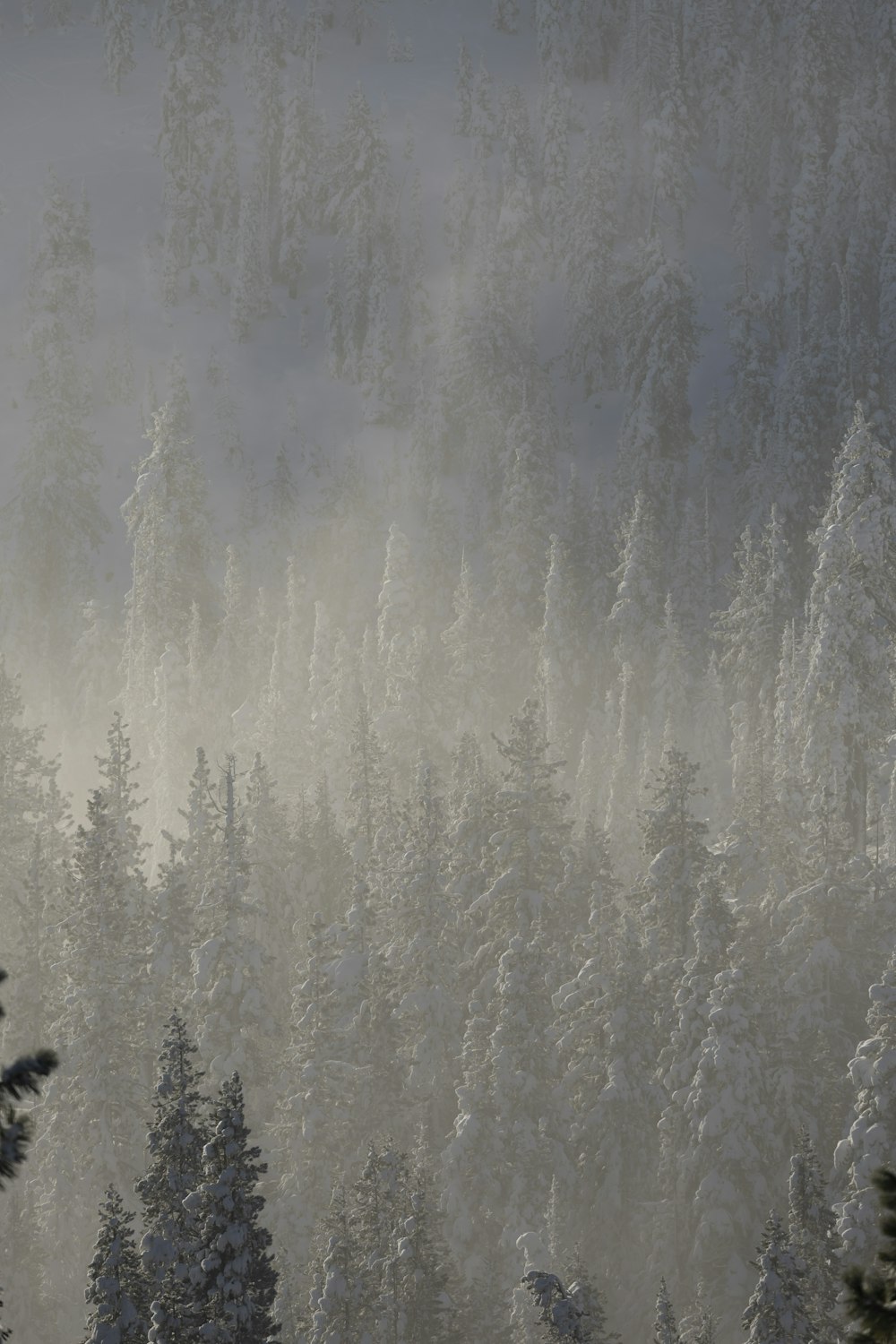 a snow covered forest filled with lots of trees