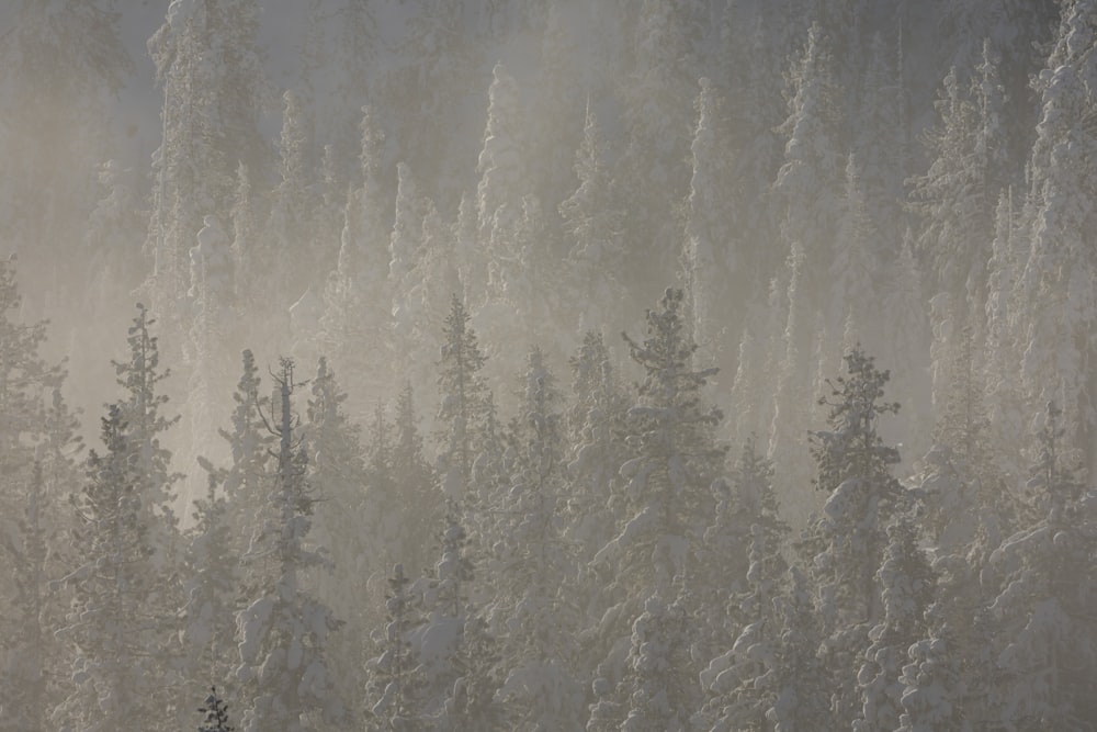 a forest filled with lots of snow covered trees